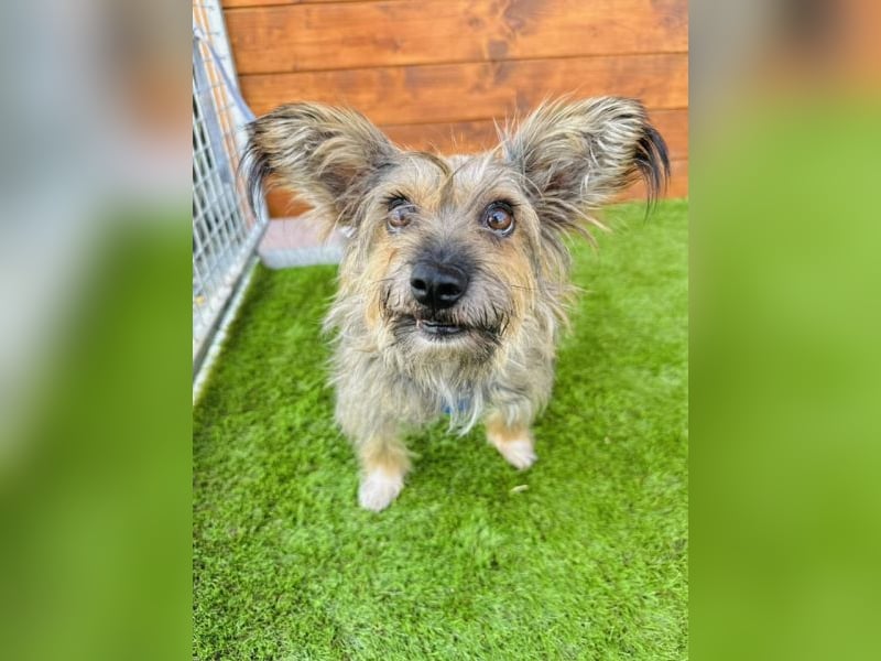 Twiga - kastrierte Yorkshire - Terrier - Rauhaardackel - Mischlingshündin GNADENBROT
