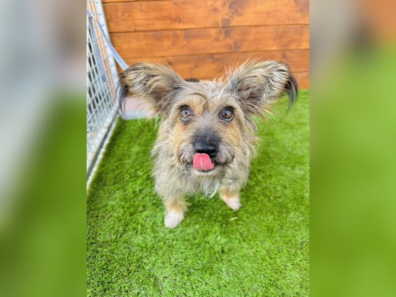 Twiga - kastrierte Yorkshire - Terrier - Rauhaardackel - Mischlingshündin GNADENBROT