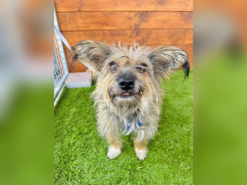 Twiga - kastrierte Yorkshire - Terrier - Rauhaardackel - Mischlingshündin GNADENBROT