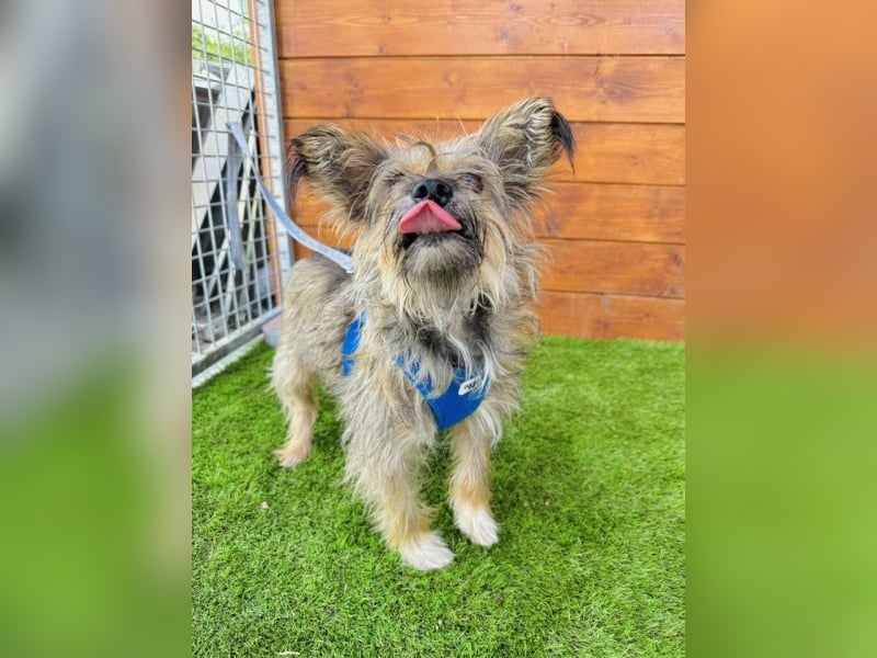 Twiga - kastrierte Yorkshire - Terrier - Rauhaardackel - Mischlingshündin GNADENBROT