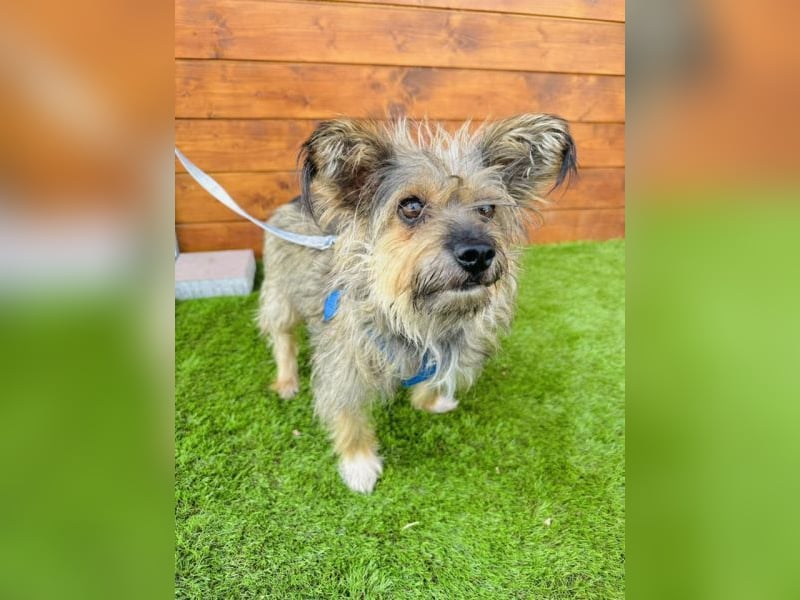 Twiga - kastrierte Yorkshire - Terrier - Rauhaardackel - Mischlingshündin GNADENBROT