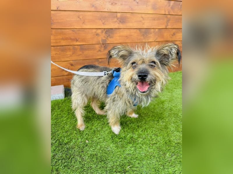 Twiga - kastrierte Yorkshire - Terrier - Rauhaardackel - Mischlingshündin GNADENBROT