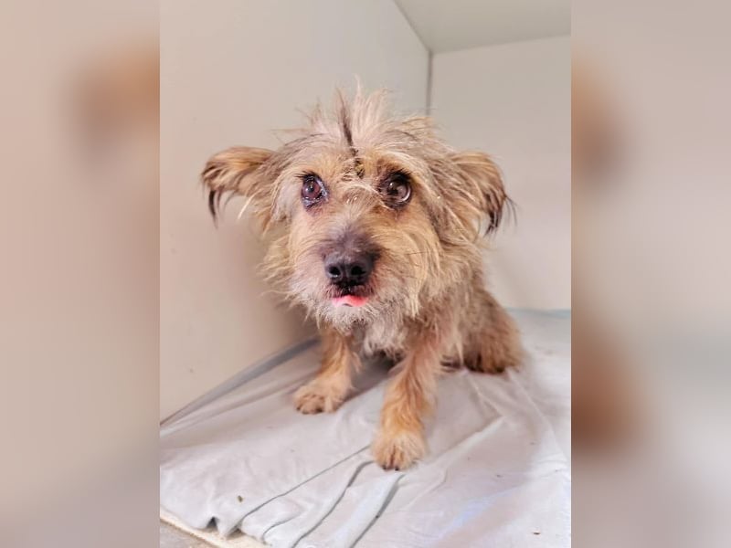 Twiga - kastrierte Yorkshire - Terrier - Rauhaardackel - Mischlingshündin GNADENBROT