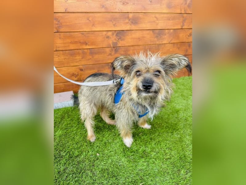 Twiga - kastrierte Yorkshire - Terrier - Rauhaardackel - Mischlingshündin GNADENBROT