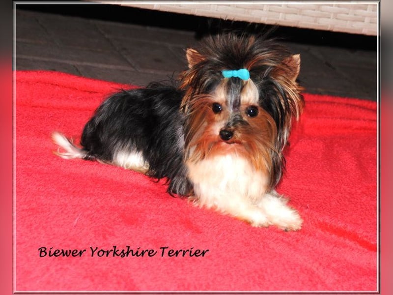 Yorkshire Terrier Hündinnen u. Rüden
