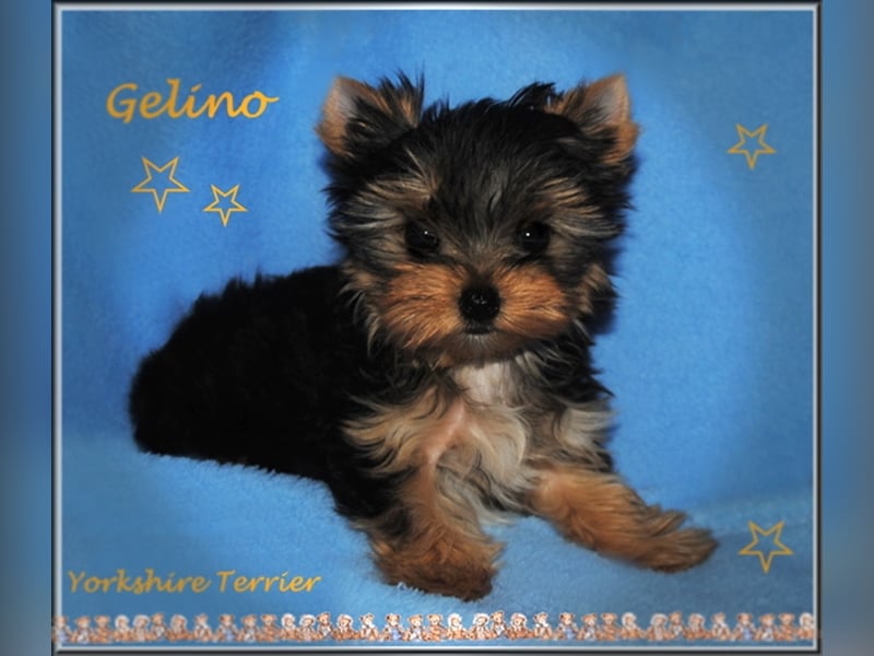 Yorkshire Terrier Welpen -verschiedene Farbgebungen u. Größen