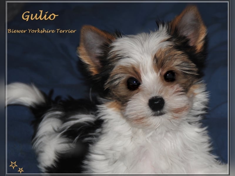 Yorkshire Terrier Welpen -verschiedene Farbgebungen u. Größen