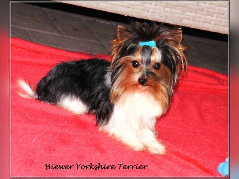 Yorkshire Terrier Hündinnen u. Rüden