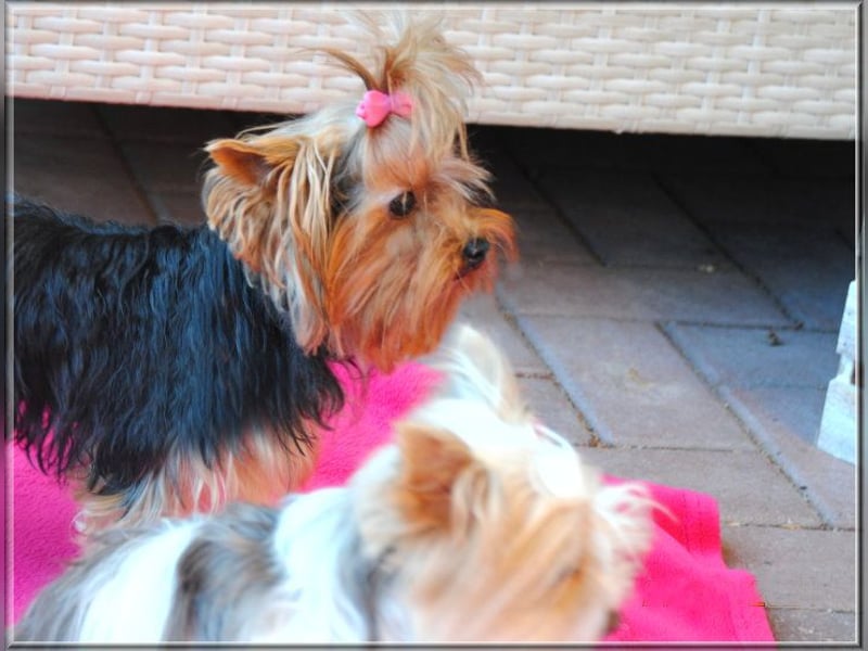 Yorkshire Terrier Hündinnen u. Rüden