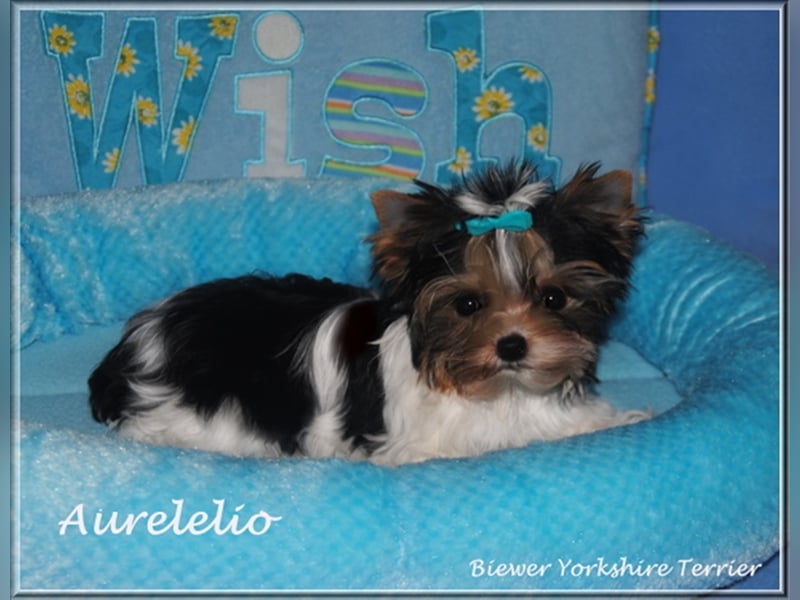 Yorkshire Terrier Welpen -verschiedene Farbgebungen u. Größen