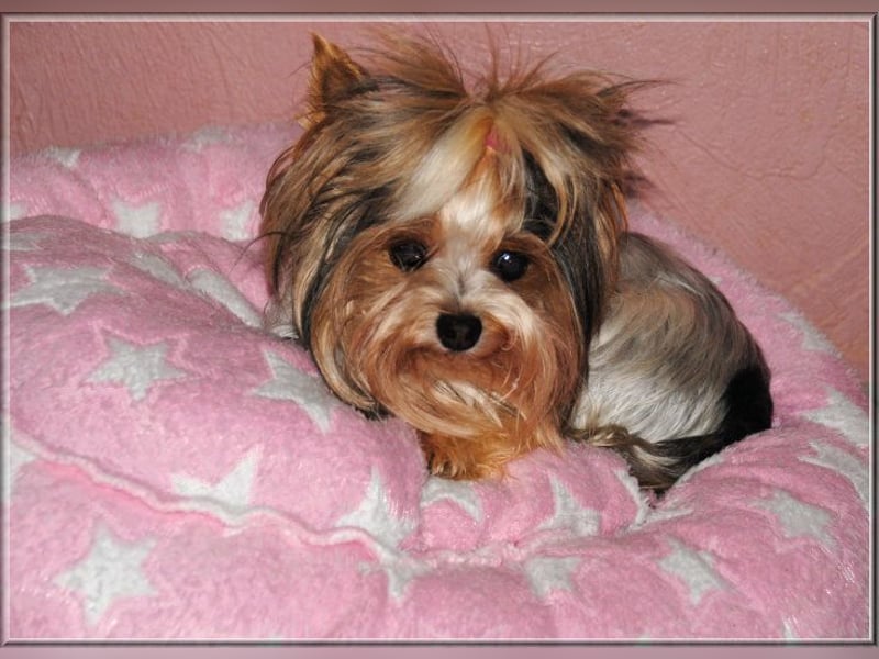 Yorkshire Terrier Hündinnen u. Rüden