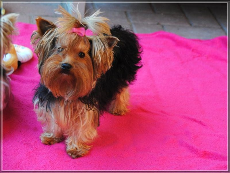 Yorkshire Terrier Hündinnen u. Rüden