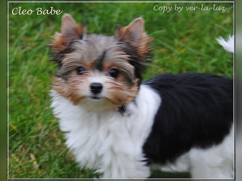 Yorkshire Terrier Welpen -verschiedene Farbgebungen u. Größen