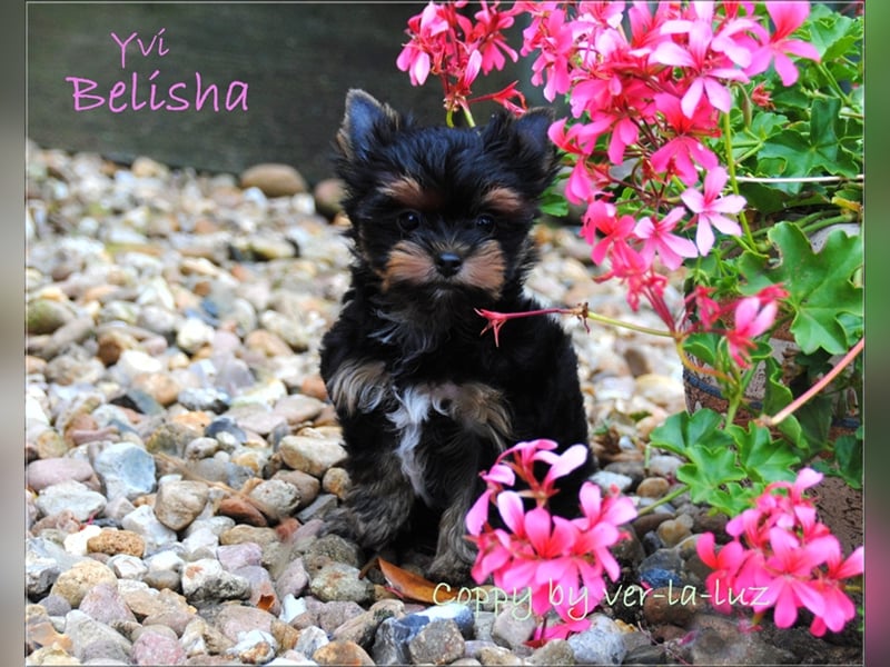 Yorkshire Terrier Welpen -verschiedene Farbgebungen u. Größen