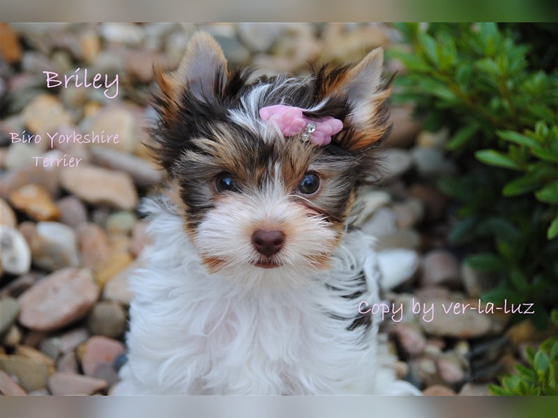 Yorkshire Terrier Welpen -verschiedene Farbgebungen u. Größen