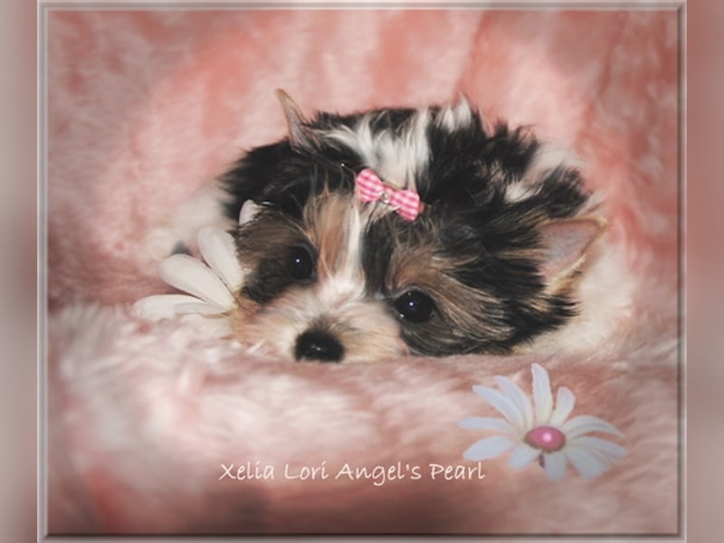 Yorkshire Terrier Welpen -verschiedene Farbgebungen u. Größen