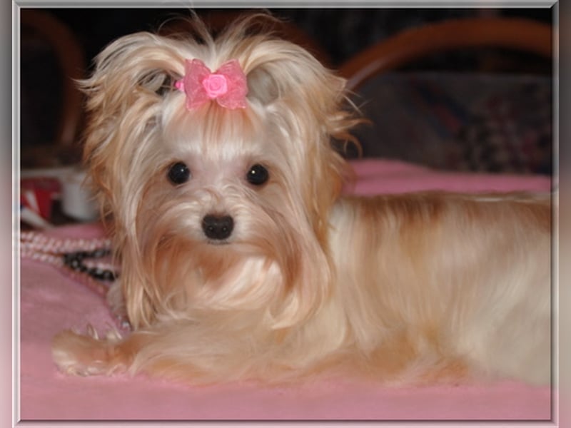 Yorkshire Terrier Welpen -verschiedene Farbgebungen u. Größen