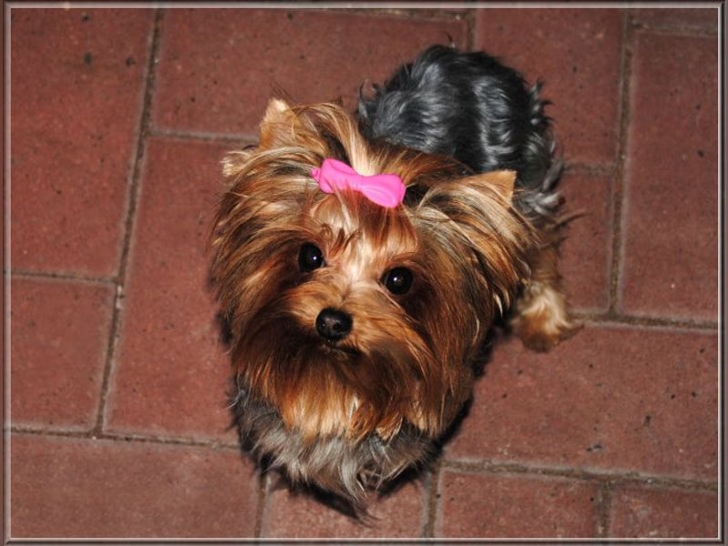 Yorkshire Terrier Hündinnen u. Rüden