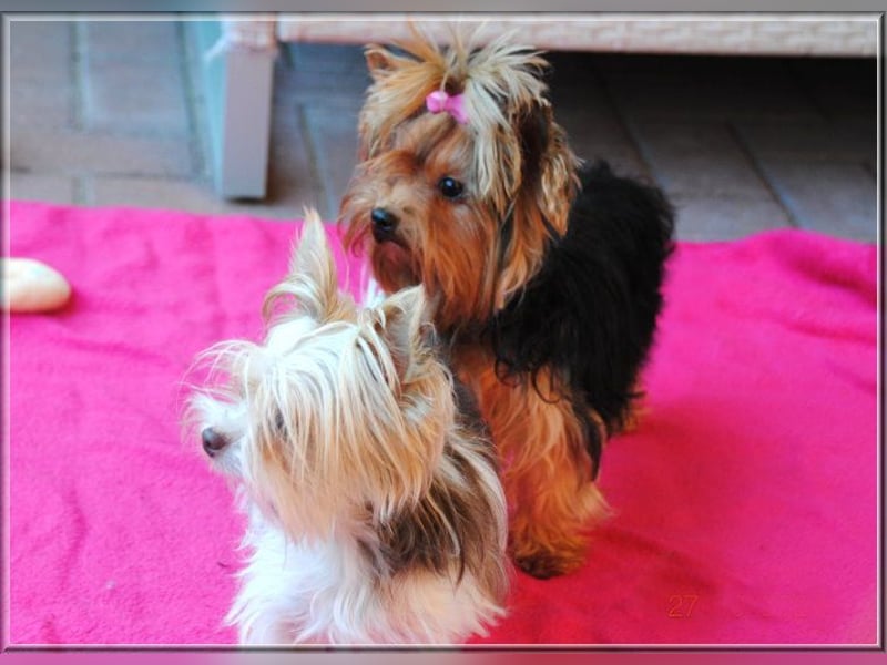 Yorkshire Terrier Hündinnen u. Rüden