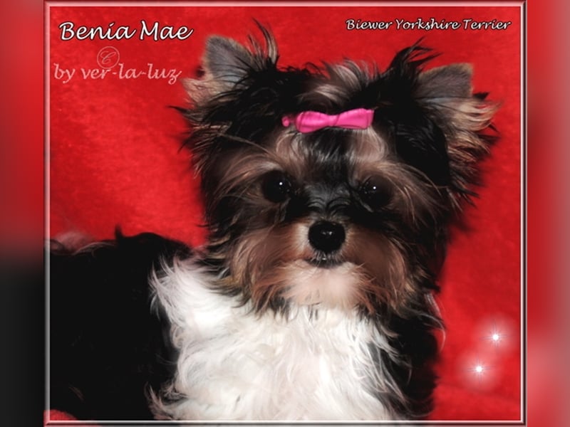 Yorkshire Terrier Welpen -verschiedene Farbgebungen u. Größen