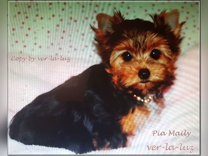 Yorkshire Terrier Welpen -verschiedene Farbgebungen u. Größen