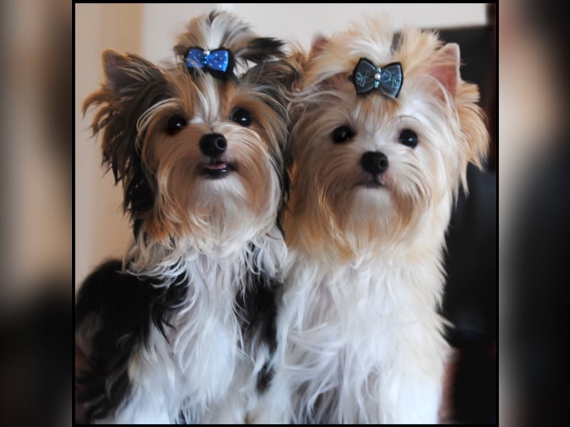 Yorkshire Terrier Welpen -verschiedene Farbgebungen u. Größen