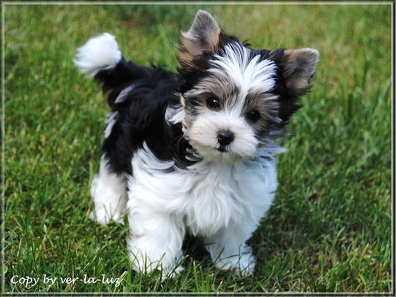 Yorkshire Terrier Welpen -verschiedene Farbgebungen u. Größen