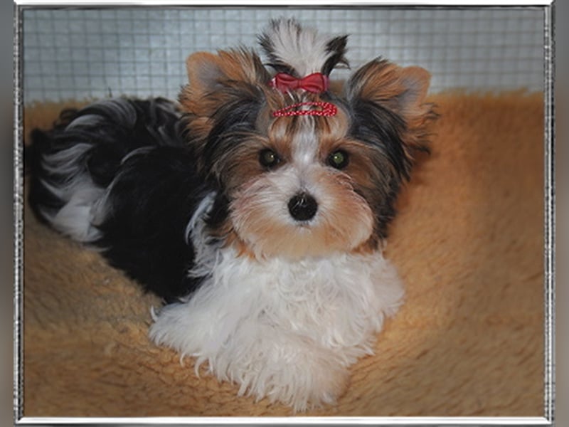 Yorkshire Terrier Welpen -verschiedene Farbgebungen u. Größen