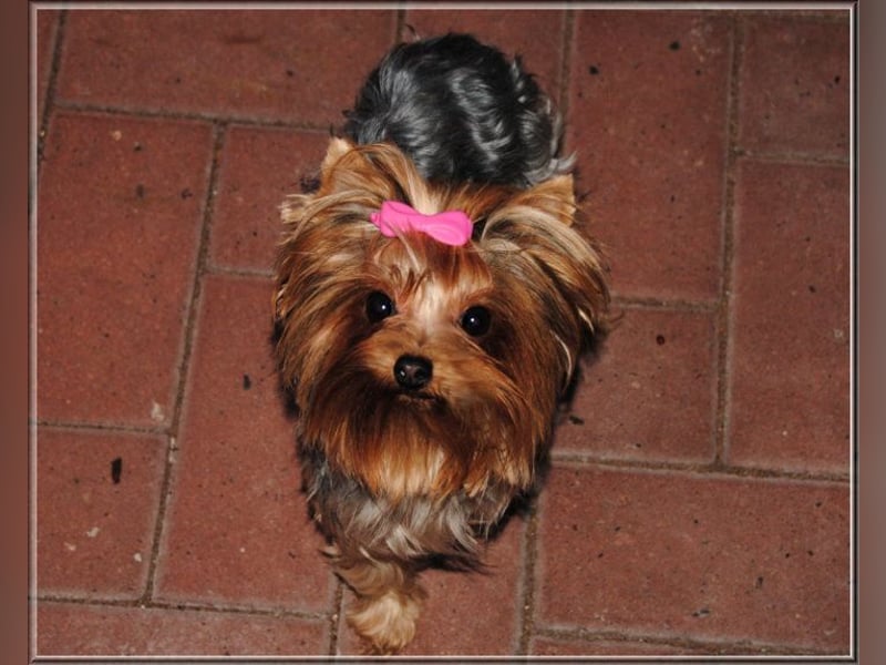 Yorkshire Terrier Hündinnen u. Rüden