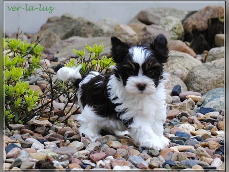 Yorkshire Terrier Welpen -verschiedene Farbgebungen u. Größen