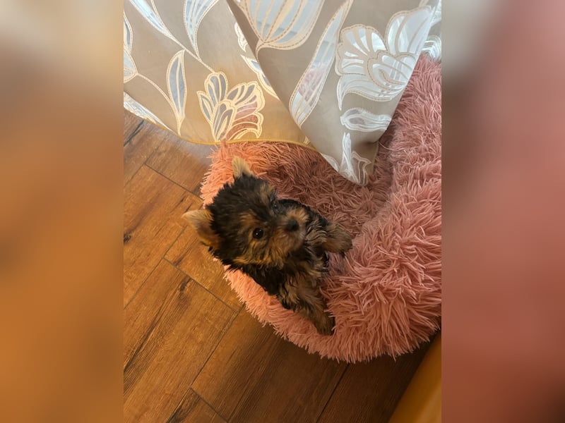 Reinrassige, bezaubernd schöne Yorkshire Terrier Welpen zu verkaufen
