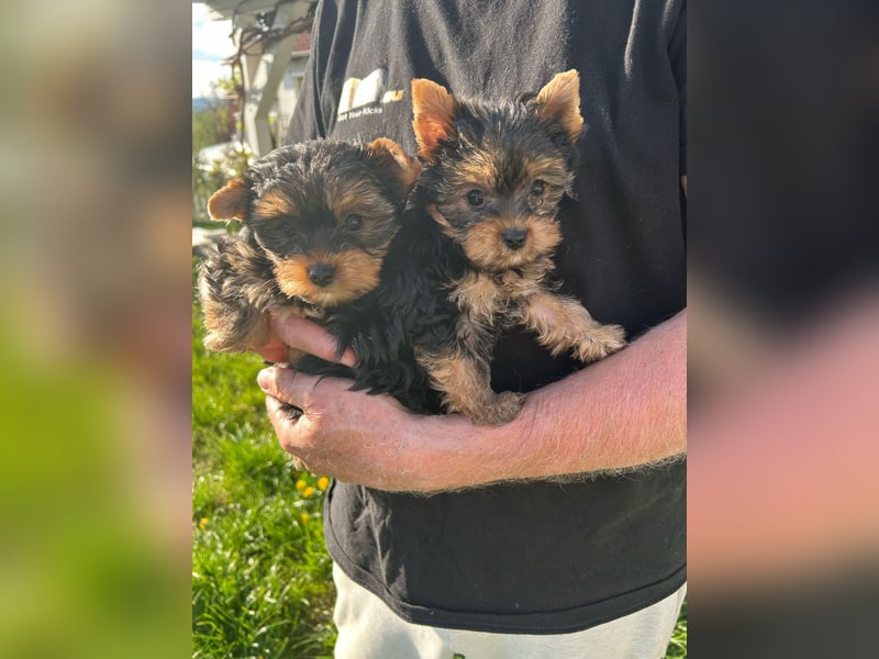 Reinrassige, bezaubernd schöne Yorkshire Terrier Welpen zu verkaufen