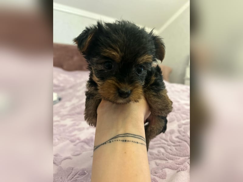 Reinrassige, bezaubernd schöne Yorkshire Terrier Welpen zu verkaufen
