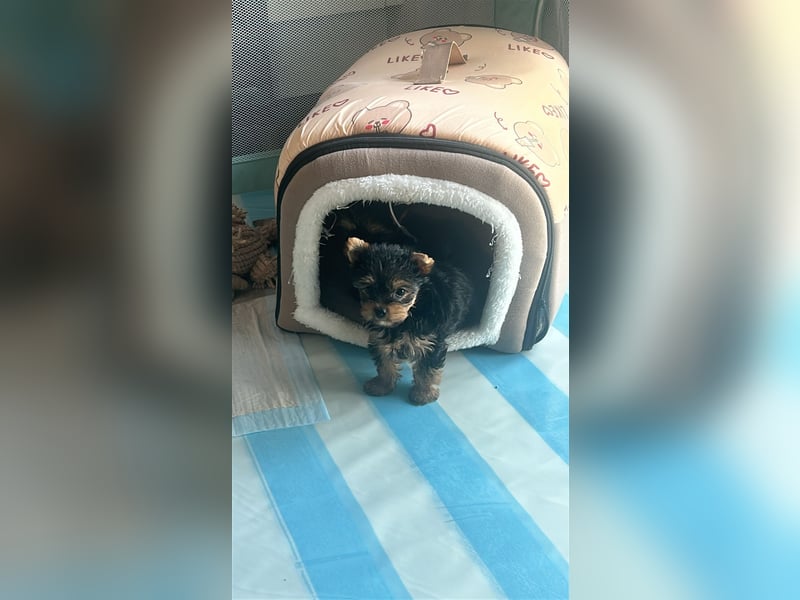 Reinrassige, bezaubernd schöne Yorkshire Terrier Welpen zu verkaufen