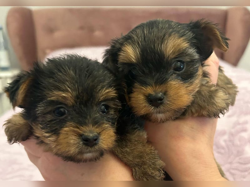 Reinrassige, bezaubernd schöne Yorkshire Terrier Welpen zu verkaufen