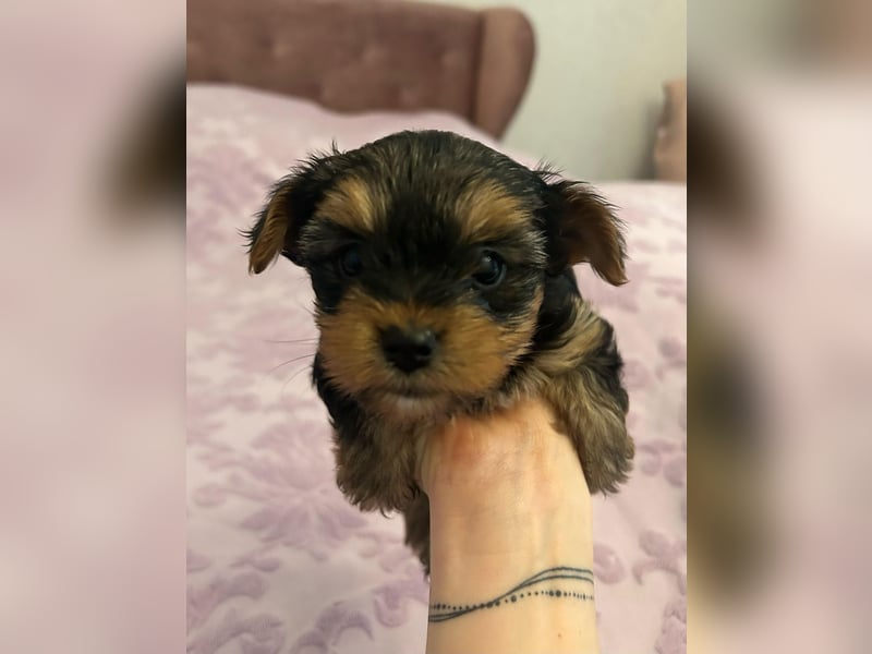Reinrassige, bezaubernd schöne Yorkshire Terrier Welpen zu verkaufen