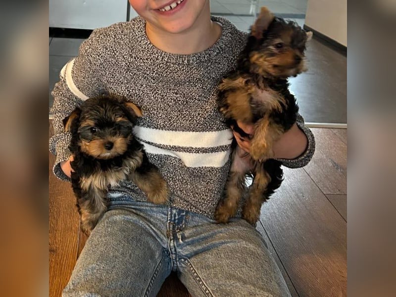 Reinrassige, bezaubernd schöne Yorkshire Terrier Welpen zu verkaufen