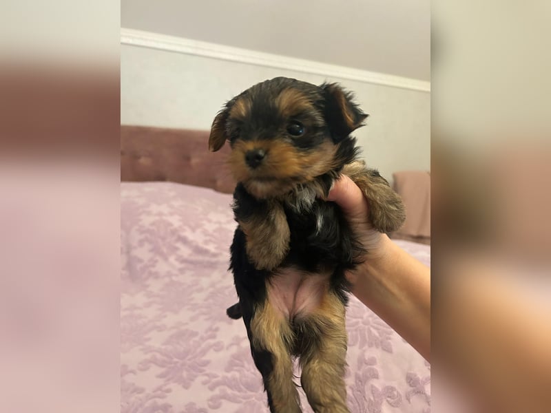 Reinrassige, bezaubernd schöne Yorkshire Terrier Welpen zu verkaufen