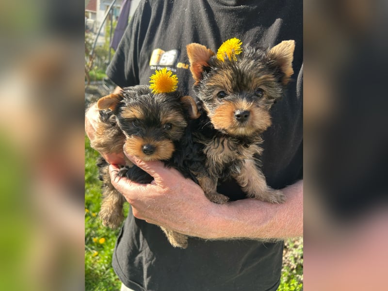 Reinrassige, bezaubernd schöne Yorkshire Terrier Welpen zu verkaufen