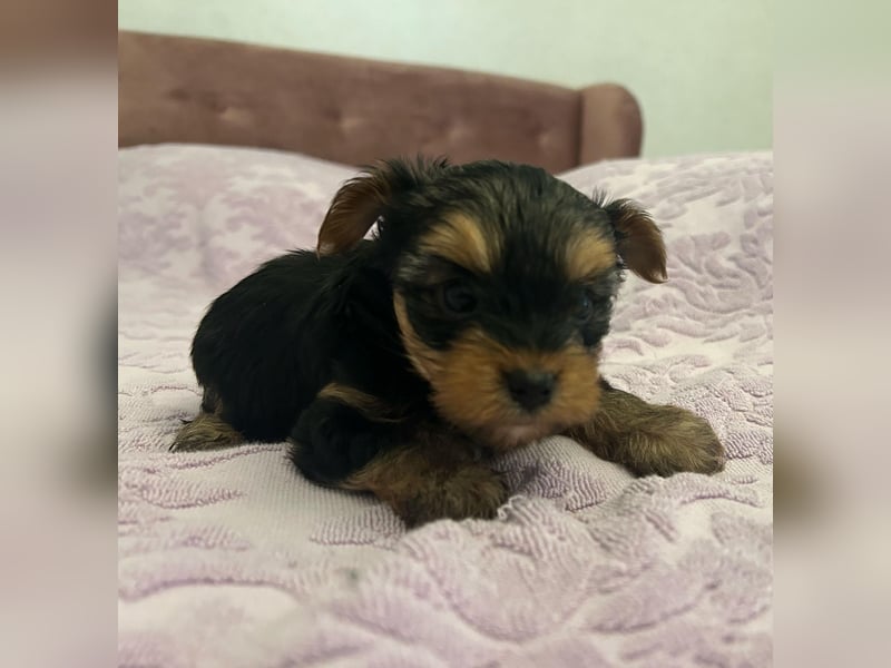Reinrassige, bezaubernd schöne Yorkshire Terrier Welpen zu verkaufen