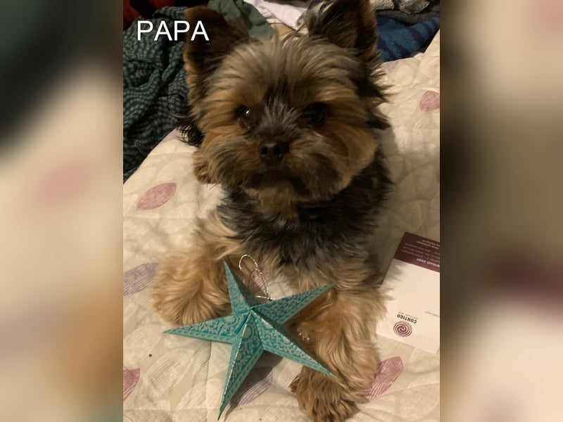 Reinrassige, bezaubernd schöne Yorkshire Terrier Welpen zu verkaufen