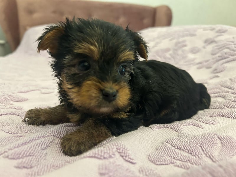 Reinrassige, bezaubernd schöne Yorkshire Terrier Welpen zu verkaufen