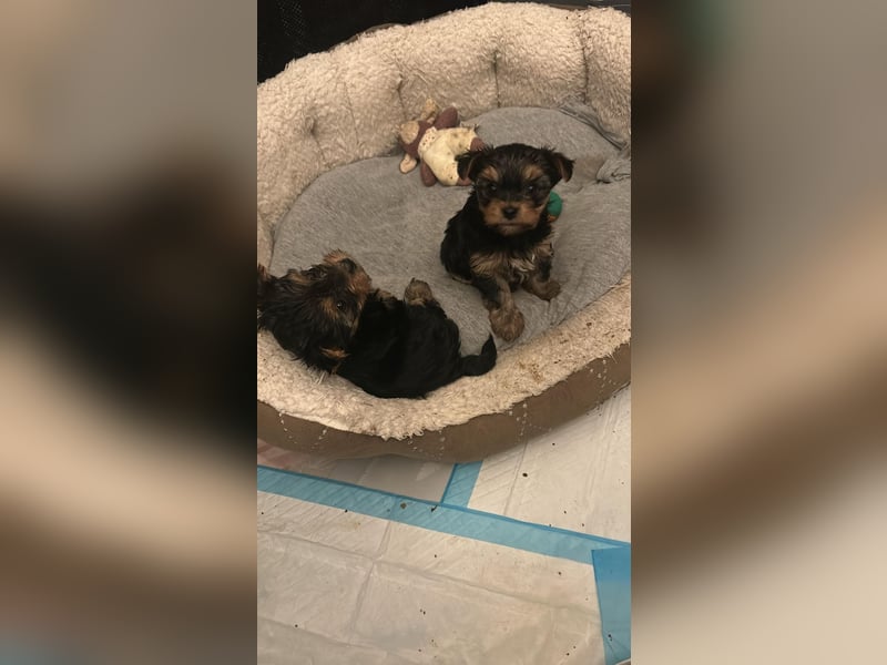 Reinrassige, bezaubernd schöne Yorkshire Terrier Welpen zu verkaufen