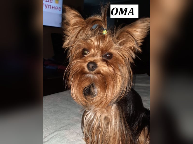 Reinrassige, bezaubernd schöne Yorkshire Terrier Welpen zu verkaufen