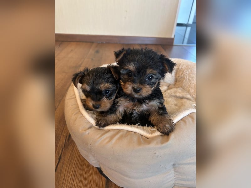 Reinrassige, bezaubernd schöne Yorkshire Terrier Welpen zu verkaufen