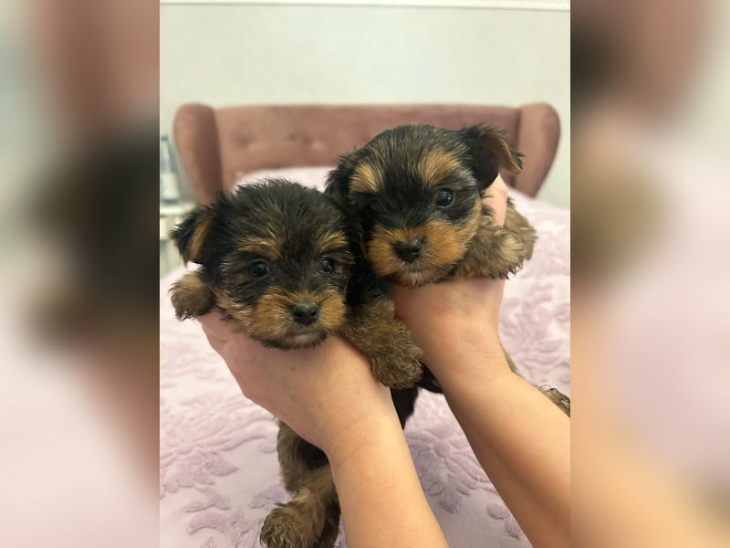 Reinrassige, bezaubernd schöne Yorkshire Terrier Welpen zu verkaufen
