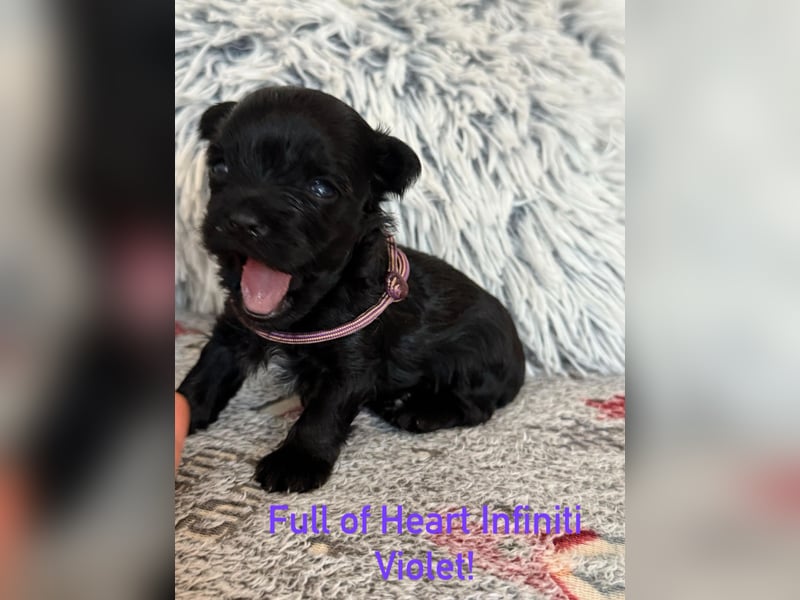 Yorkshire terrier schwarz mädchen