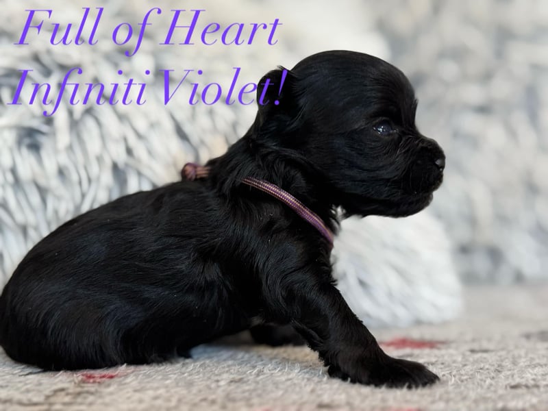 Yorkshire terrier schwarz mädchen