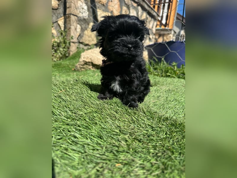 Yorkshire terrier schwarz mädchen