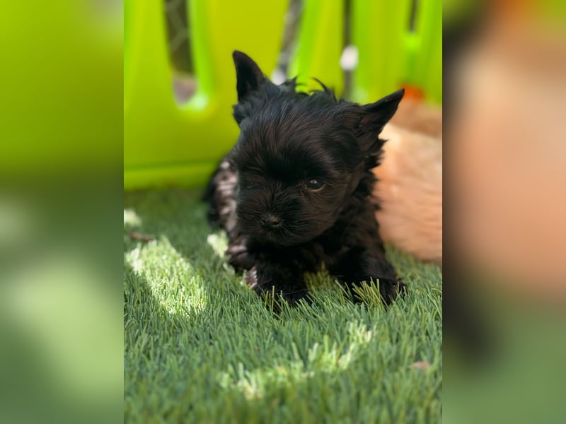 Yorkshire terrier schwarz mädchen